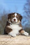 BERGER AUSTRALIEN PUPPIES 297
